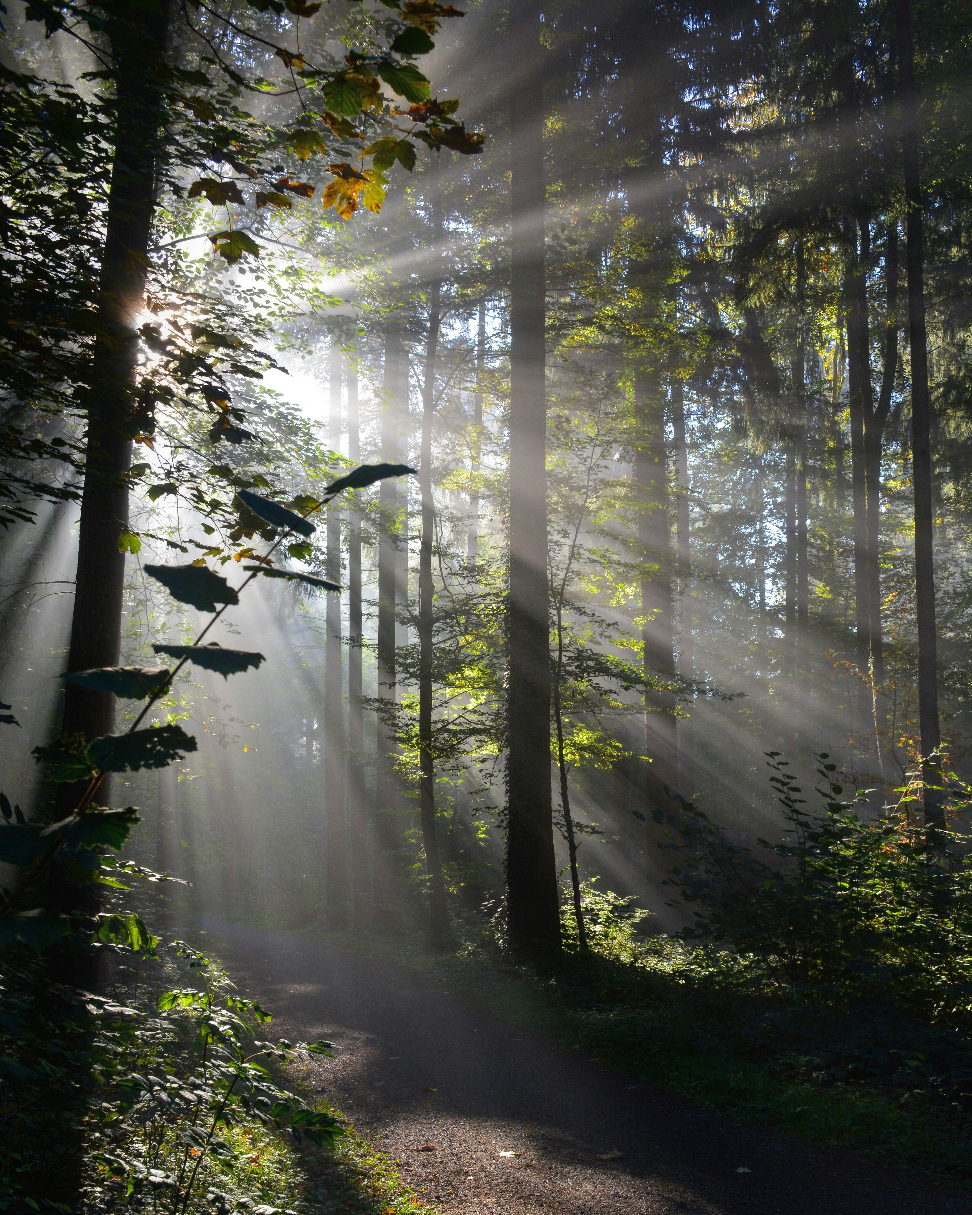 Wald mit Licht